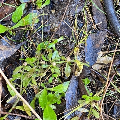 Centipeda elatinoides (Prostrate Sneezeweed) at Paddys River, ACT - 15 Aug 2024 by Tapirlord