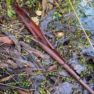 Centipeda elatinoides at Paddys River, ACT - 15 Aug 2024