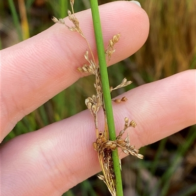 Juncus gregiflorus (Leafless Rush) at Paddys River, ACT - 15 Aug 2024 by Tapirlord