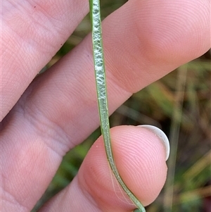 Juncus gregiflorus at Paddys River, ACT - 15 Aug 2024 11:17 AM