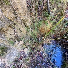 Juncus gregiflorus at Paddys River, ACT - 15 Aug 2024 11:17 AM