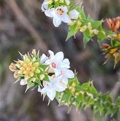 Epacris breviflora (Drumstick Heath) at Paddys River, ACT - 15 Aug 2024 by Tapirlord