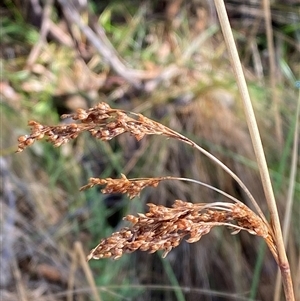 Juncus sarophorus at Paddys River, ACT - 15 Aug 2024 11:11 AM