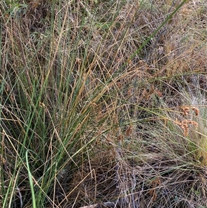 Juncus sarophorus at Paddys River, ACT - 15 Aug 2024 11:11 AM