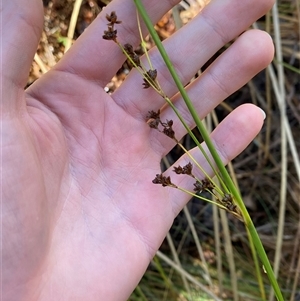 Juncus vaginatus at Paddys River, ACT - 15 Aug 2024