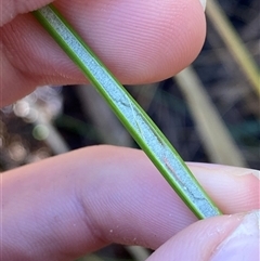 Juncus vaginatus at Paddys River, ACT - 15 Aug 2024