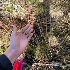 Juncus vaginatus at Paddys River, ACT - 15 Aug 2024 10:59 AM