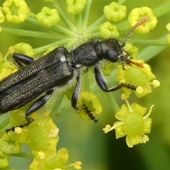 Eleale simplex (Clerid beetle) at Charleys Forest, NSW - 30 Nov 2024 by arjay