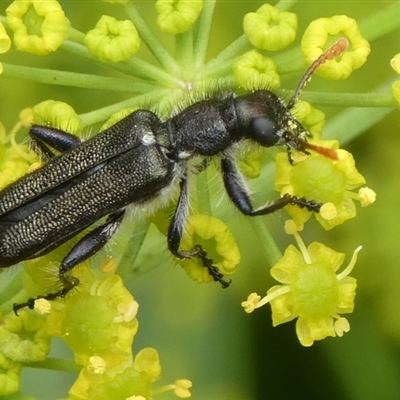 Eleale simplex (Clerid beetle) at Charleys Forest, NSW - 1 Dec 2024 by arjay