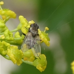 Helina sp. (genus) (Muscid fly) at Charleys Forest, NSW - 1 Dec 2024 by arjay