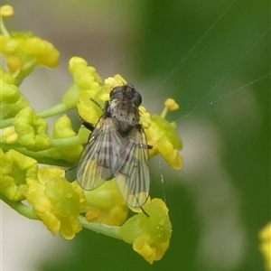 Helina sp. (genus) at Charleys Forest, NSW - 1 Dec 2024