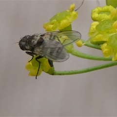 Helina sp. (genus) at Charleys Forest, NSW - suppressed