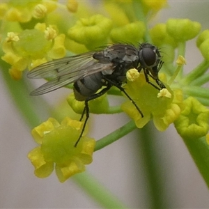 Helina sp. (genus) at Charleys Forest, NSW - 1 Dec 2024