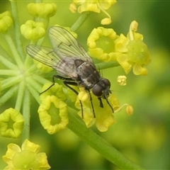 Helina sp. (genus) at Charleys Forest, NSW - 1 Dec 2024