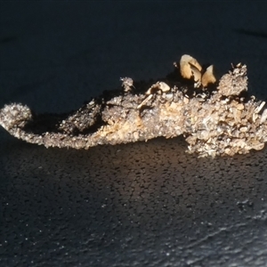 Psychidae (family) IMMATURE (Unidentified case moth or bagworm) at Charleys Forest, NSW by arjay