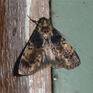 Orthaga atribasalis at Charleys Forest, NSW - 27 Nov 2024