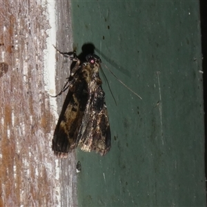 Orthaga atribasalis at Charleys Forest, NSW - suppressed