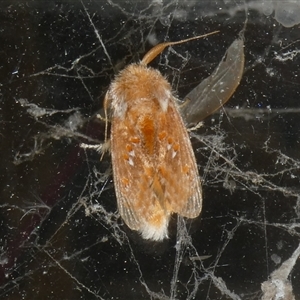 Pseudanapaea (genus) at Charleys Forest, NSW - 27 Nov 2024