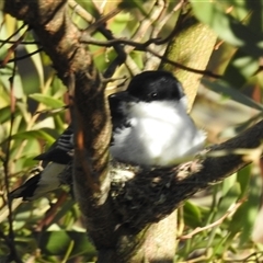 Lalage tricolor (White-winged Triller) at Kambah, ACT - 1 Dec 2024 by HelenCross