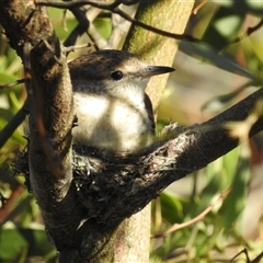 Lalage tricolor at Kambah, ACT - suppressed