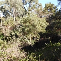 Lalage tricolor at Kambah, ACT - suppressed