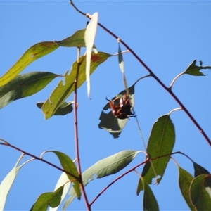 Anoplognathus sp. (genus) at Kambah, ACT - 2 Dec 2024