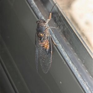 Yoyetta australicta (Southern Ticking Ambertail) at Holder, ACT by Miranda