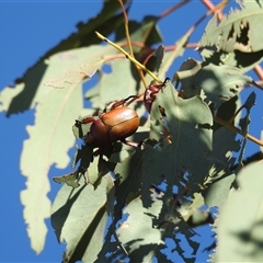 Anoplognathus montanus (Montane Christmas beetle) at Kambah, ACT - 2 Dec 2024 by HelenCross