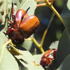 Anoplognathus montanus at Kambah, ACT - 2 Dec 2024