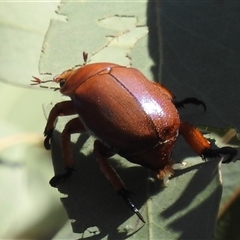 Anoplognathus montanus at Kambah, ACT - 2 Dec 2024