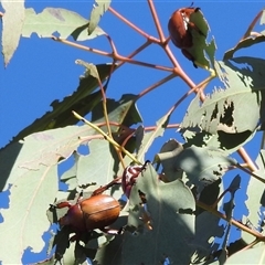 Anoplognathus montanus at Kambah, ACT - suppressed