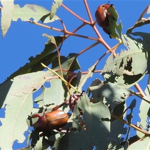 Anoplognathus montanus at Kambah, ACT - 2 Dec 2024