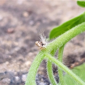 Scolypopa australis (Passionvine hopper, Fluffy bum) at Hawker, ACT by sangio7