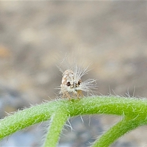 Scolypopa australis at Hawker, ACT - 2 Dec 2024