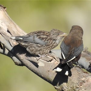 Artamus cyanopterus at Kambah, ACT - 2 Dec 2024