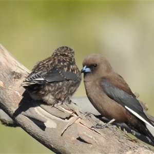 Artamus cyanopterus at Kambah, ACT - suppressed