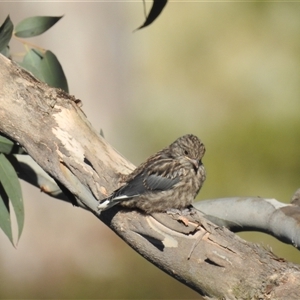 Artamus cyanopterus at Kambah, ACT - 2 Dec 2024