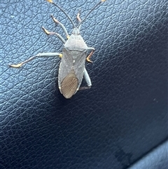 Coreidae (family) (Coreid plant bug) at Deakin, ACT - 2 Dec 2024 by Medha