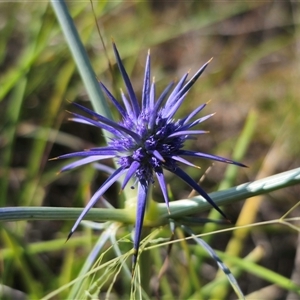 Eryngium ovinum at Bungendore, NSW - 2 Dec 2024 04:25 PM