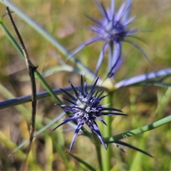 Eryngium ovinum at Bungendore, NSW - 2 Dec 2024 04:25 PM