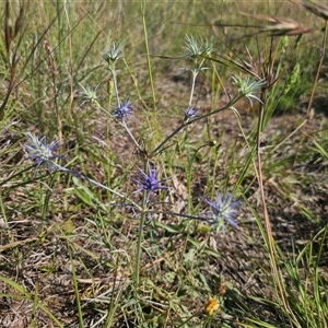 Eryngium ovinum at Bungendore, NSW - 2 Dec 2024 04:25 PM