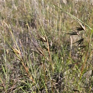 Themeda triandra at Bungendore, NSW - 2 Dec 2024 04:28 PM