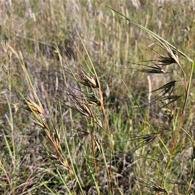 Themeda triandra (Kangaroo Grass) at Bungendore, NSW - 2 Dec 2024 by Csteele4