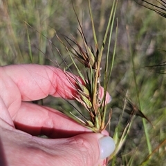 Themeda triandra at Bungendore, NSW - 2 Dec 2024 04:28 PM