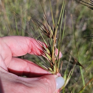 Themeda triandra at Bungendore, NSW - 2 Dec 2024 04:28 PM