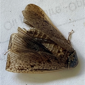 Molytria sp. (genus) (A cockroach) at Higgins, ACT by Jennybach