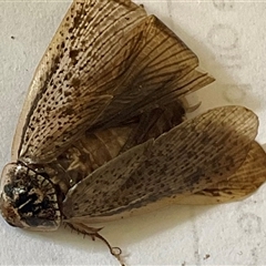 Molytria sp. (genus) at Higgins, ACT - 2 Dec 2024