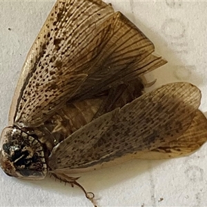 Molytria sp. (genus) at Higgins, ACT - 2 Dec 2024