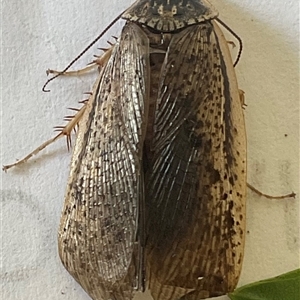 Molytria sp. (genus) at Higgins, ACT - 2 Dec 2024