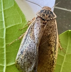 Molytria sp. (genus) at Higgins, ACT - 2 Dec 2024